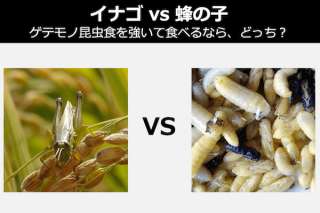 【イナゴ vs 蜂の子】ゲテモノ昆虫食を食べなきゃダメなら、どっち？人気投票中！