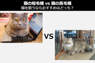 【猫の短毛種 vs 猫の長毛種】猫を飼うならおすすめはどっち？人気投票中！