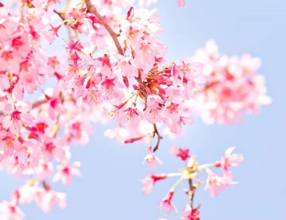 【お花見するなら】桜