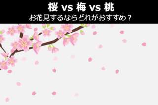 【桜 vs 梅 vs 桃】お花見するならどれがおすすめ？人気投票中！
