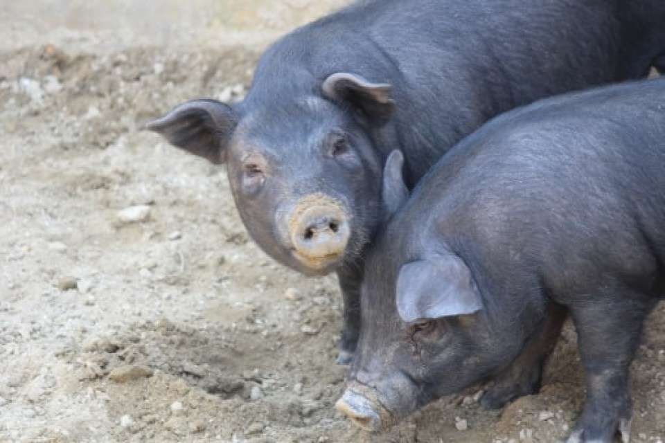 ブランド豚肉 人気投票ランキング あぐー豚vsイベリコ豚vs黒豚vs金華豚