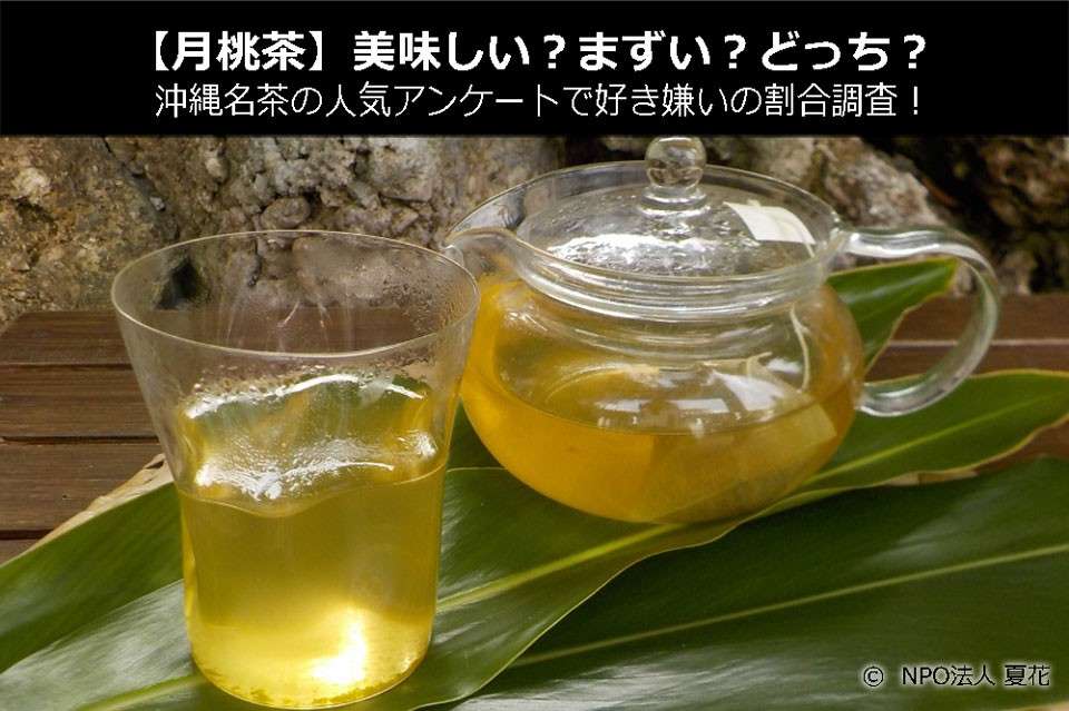 【月桃茶】美味しい？まずい？どっち？沖縄名茶の人気アンケートで好き嫌いの割合調査！