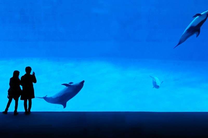 【初デートで水族館】のメリット