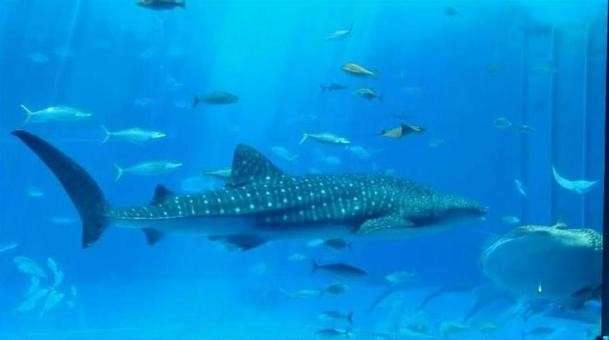 【沖縄美ら海水族館】ジンベイザメの特徴・魅力