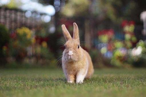 【ウサギのアニマルセラピー】の特徴・魅力