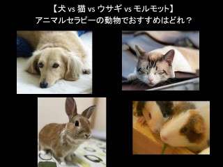 【犬 vs 猫 vs ウサギ vs モルモット】アニマルセラピーの動物でおすすめはどれ？人気アンケートで比較調査！