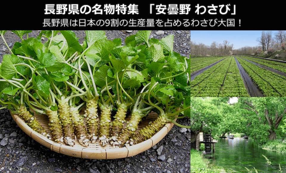 長野県のお土産 名物 安曇野わさび が日本一である理由 安曇野