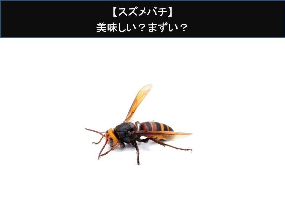 【スズメバチ】美味しい？まずい？昆虫の味をアンケートで好き嫌い割合調査！