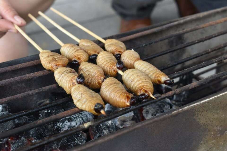 【食用昆虫ランキング】サゴワーム