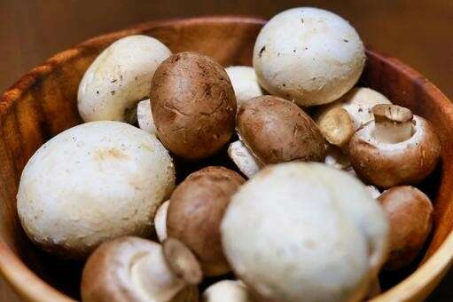 マッシュルームの種類