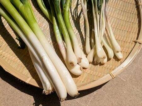 エシャロットとは