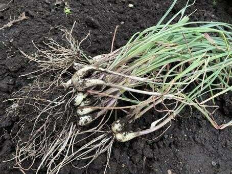 エシャレット】の特徴・魅力