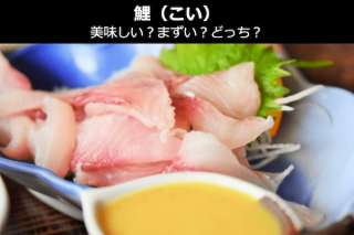 【食用の鯉】美味しい？まずい？どっち？