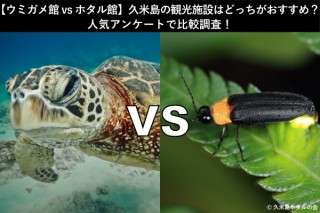 【ウミガメ館 vs ホタル館】久米島の観光施設はどっちがおすすめ？人気アンケートで比較調査！